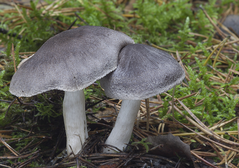 Tricholoma terreum